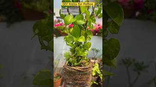 DIY trellis ideas for money plant gardening ashortaday [upl. by Ellis]