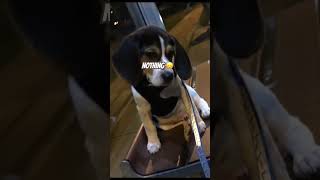 Beagle is a great Catch BeagleBoyDawson dance funny relatable comedy wacky alwayslaughing [upl. by Ameer503]