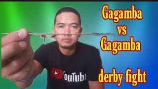 Gagamba vs Gagamba derby fight [upl. by Kalb896]