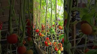 gardening ideas for home organic vegetable garden at home tomato and gourd vegetable [upl. by Airogerg670]