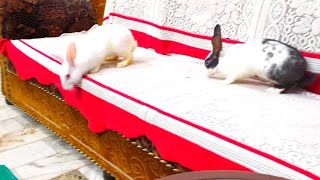 dikki Likki s some funny moments😍🐇😍 [upl. by Anawk91]