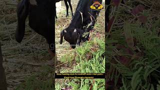 வன்னி மரம்  Khejri  Shami  Hari Pattu Prosopis cineraria feeding by Goat animals tree goat [upl. by Judus815]