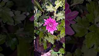 chamanthi blooms flowers gardening trending [upl. by Niwled]