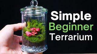 How To Make a Terrarium  An Easy Beginner Guide [upl. by Alcot576]