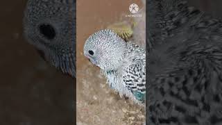 budgies breeding progress 2024 [upl. by Marietta314]