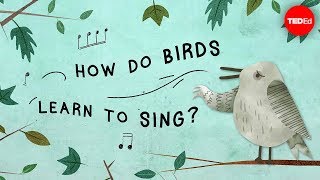 The surprising reason birds sing  Partha P Mitra [upl. by Lewison]