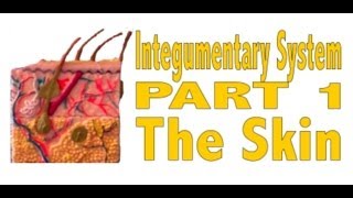 Integumentary System Part 1 The Skin [upl. by Lleihsad326]