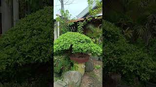 Ficus Balete Linn Bonsai [upl. by Yellas]