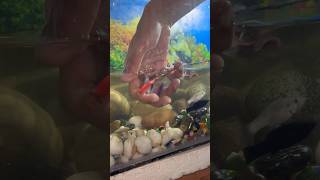 Aquarium water change aquarium mollyfish aquariumfish fishtank petsvlog petfish guppy pet [upl. by Aranaj]