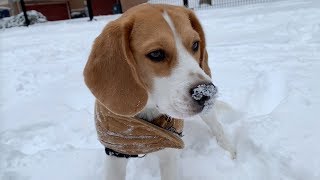 Cute beagle surprised by snow [upl. by Nosmirc]