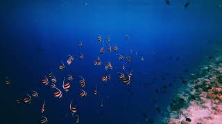 Jawakara Islands Maldives  Snorkeling [upl. by Barthelemy]