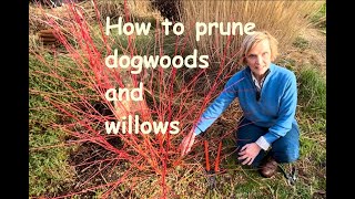 How to prune dogwoods and willows [upl. by Rendrag]