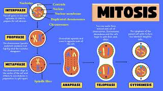 Mitosis and its stages  Mitotic Cell division phases [upl. by Harriet]