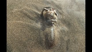 Carnivorous Snail Eats Hermit Crab Alive [upl. by Loraine]