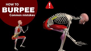 How to Burpee  Watch all active muscles [upl. by Ellevart]