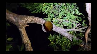 Murciélago Frutero  Fruit bat Artibeus jsmaicensis [upl. by Timon]