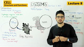 lysosomes structure and function  Video 8 [upl. by Ong]