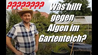 Was tun gegen Algen im Gartenteich Profi Tipps für Pflanzen vom Gärtner Gaststar [upl. by Schild544]