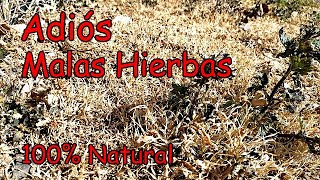 El Mejor Herbicida Natural  VINAGRE Concentrado para Eliminar las Hierbas No Deseadas [upl. by Htennaj375]