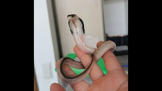 Freehandling juvenile Indochinese spitting cobra Naja siamensis [upl. by Ellekram]