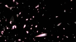 FREE Japanese Cherry Blossom Flower Petals Overlay  UHD Set MatteBlending Layer for Video Editing [upl. by Hartzke558]