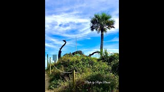 Edisto Beach State Park Van Camping in January Live Oak Campground Site 120 Highlights [upl. by Olen461]