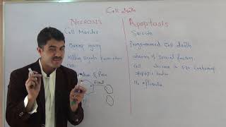 Necrosis and apoptosis urdu hindhi by dr Hadi [upl. by Elatsyrc635]