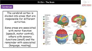 A Level Biology  5156  The Brain [upl. by Violette]