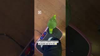 Parrot steps on vibration plate 🎥 ViralHog [upl. by Chace476]