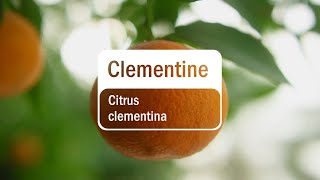 doTERRA Clementine 5ml [upl. by Handal]