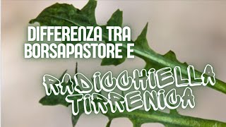 DIFFERENZA TRA BORSAPASTORE E RADICCHIELLA TIRRENICA  Capsella bursa pastoris vs Crepis bursifolia [upl. by Moguel]