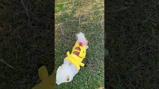 Enjoy with pet play ground pets dog doglover dogowner petowner fyp buddypet viralvideo [upl. by Nnylyoj]