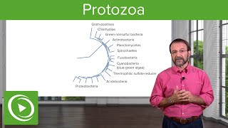 Protozoa Definition amp Types of Microbes – Microbiology  Lecturio [upl. by Ardek]