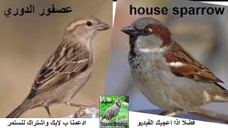 اصوات جديدة ل دوري المنازل عصفور الدوري الكحالي 2 voice House sparrow [upl. by Balcke]