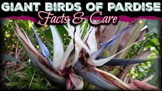 All About The Giant Birds Of Paradise  How to Care for Strelitzia Nicolai White Birds Of Paradise [upl. by Chang]