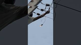 3phase connection check using Lamp  Lineman Universe  ytshorts lineman electrical [upl. by Tomkin889]