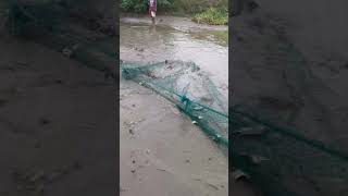 Fishpond letsgofishing fishing frestfist tilapia [upl. by Elish]