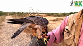 Free Flying a Shaheen Falcon  Male Shaheen Training by Ismail Bhai 2020 [upl. by Eisor]