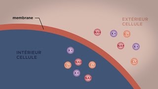 MOOC côté cours  Le transport direct au travers des membranes [upl. by Ronnie]