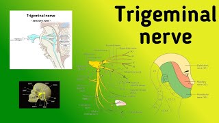 Trigeminal Nerve  Motor and Sensory Nuclei Pathway Jaw Jerk Reflex [upl. by Atteras]