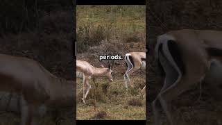 Amazing facts about gazelles gazelle facts gazellefacts [upl. by Areemas]