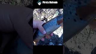 señueloaliexpress pesca fishing pescachile fish lospecesenelrio fishinglife trout fish [upl. by Neri]