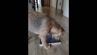 hundetraining hundeerziehung dogsofyoutube mydog borderterrier [upl. by Yesnnyl]