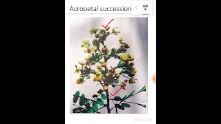 Acropetal succession [upl. by Akinek]