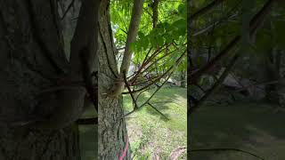 Gleditsia triacanthos Honey Locust with its natural thorns [upl. by Berny660]