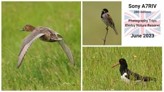 Sony A7RIV 200600mm  Photography Trips  Elmley Nature Reserve June 2023 [upl. by Mossman]