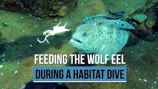 Feeding a Wolf Eel During a Dive [upl. by Nnyletak]