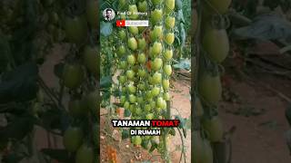 Unbelievable secret techniques for growing tomato plants ✅️🌳 Part 01 🌍 shorts unique [upl. by Dnumsed]