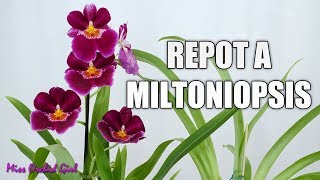 Repotting a new Miltoniopsis Orchid  When and how [upl. by Narok]