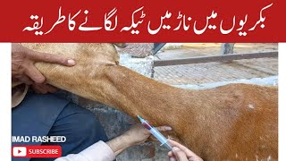 Intravenous injection technique in goat I iv injection procedure I بکری میں انٹراوینس انجیکشن تکنیک [upl. by Skyler616]